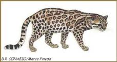 Leopardus wiedii