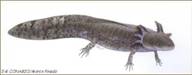 Ambystoma mexicanum