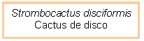 Cuadro de texto: Strombocactus disciformis  Cactus de disco  