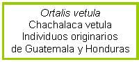 Cuadro de texto: Ortalis vetula  Chachalaca vetula  Individuos originarios  de Guatemala y Honduras  