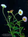 erigeron-karvinskianus-rama3.jpg (346258 bytes)