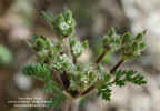 daucus-montanus-inflor1.jpg (114393 bytes)