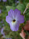 browallia-americana-flor4.jpg (355831 bytes)