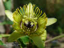 passiflora-sexocellata-flor2.jpg (127939 bytes)