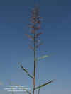eragrostis-viscosa-rama1.jpg (44652 bytes)
