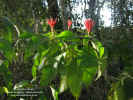 aphelandra-scabra-habito.jpg (239292 bytes)