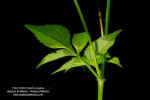 bidens-alba-hoja-enves.jpg (141742 bytes)