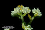 gnaphalium-chartaceum-cabezuelas1.jpg (59836 bytes)