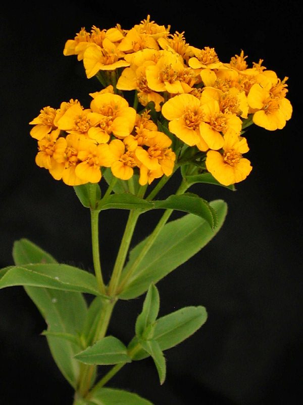 Tagetes lucida best sale