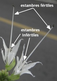 Bauhinia divaricata - ficha informativa