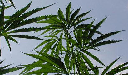 Cannabis sativa - ficha informativa