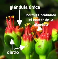 Euphorbia pulcherrima - ficha informativa