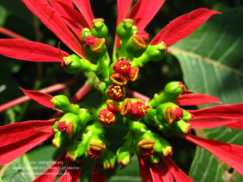 Euphorbia pulcherrima - fotos
