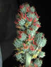 inflorescencia-femenina.jpg(115095 bytes)