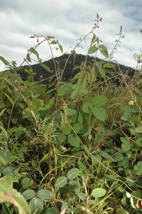 Desmodium uncinatum