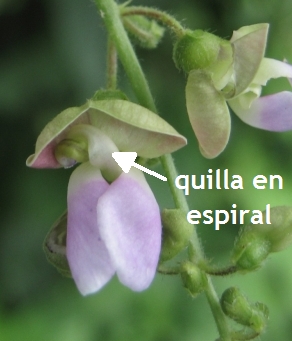 Phaseolus lunatus - quilla espiralada