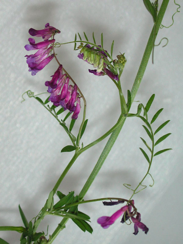 Tabla comparativa - flores lilas o púrpuras