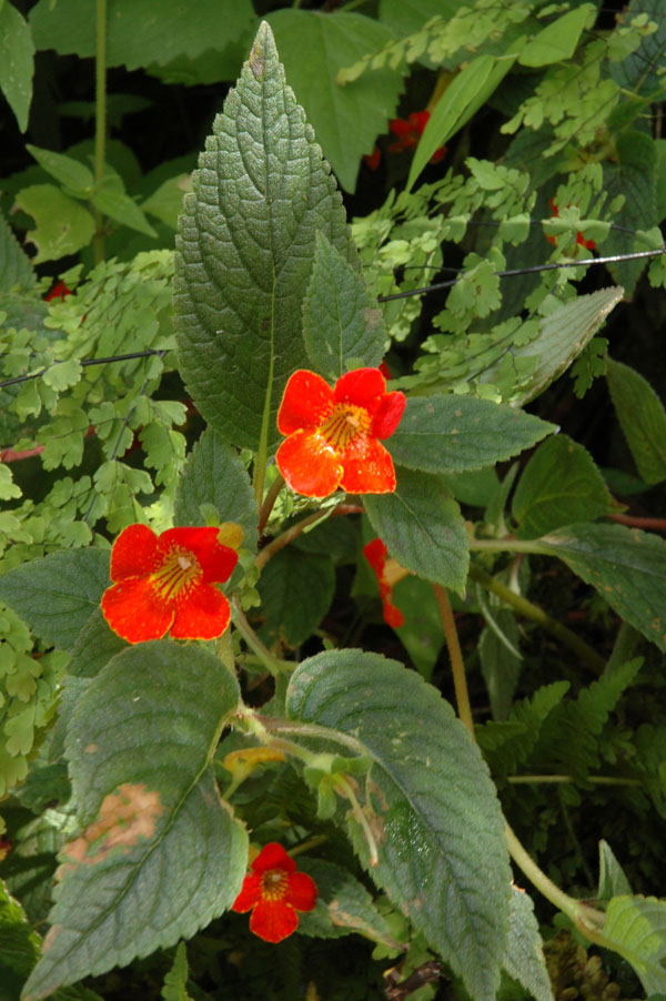 http://www.conabio.gob.mx/malezasdemexico/gesneriaceae/achimenes-antirrhina/imagenes/habito1.jpg