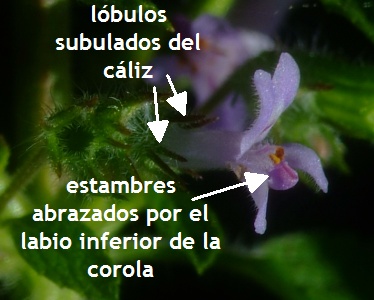 Salvia blanca: características, taxonomía, hábitat, propiedades