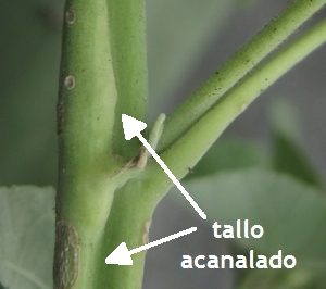 abutilon-trisulcatum-tallo-sulcado