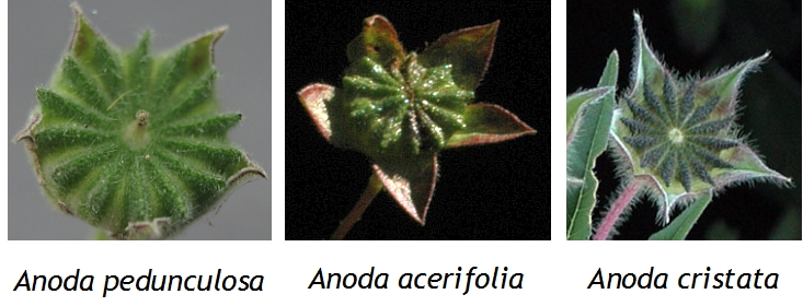 Comparacion de frutos - Anoda