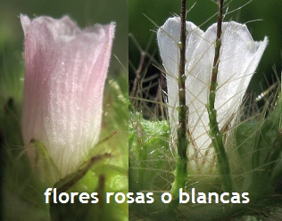 malachra-fasciata-flores