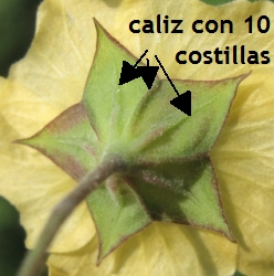 sida rhombifolia caliz