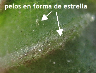 sida rhombifolia pelos estrellados