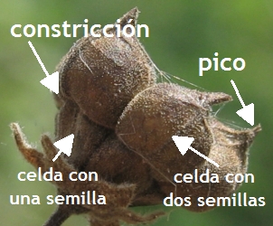 wissadula amplissima fruto