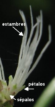 desmanthus virgatus flor individual