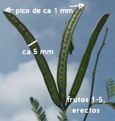 desmanthus virgatus detalles del fruto