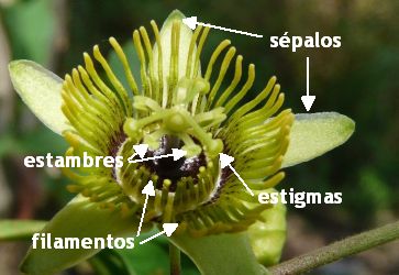 Passiflora sexocellata partes de la flor