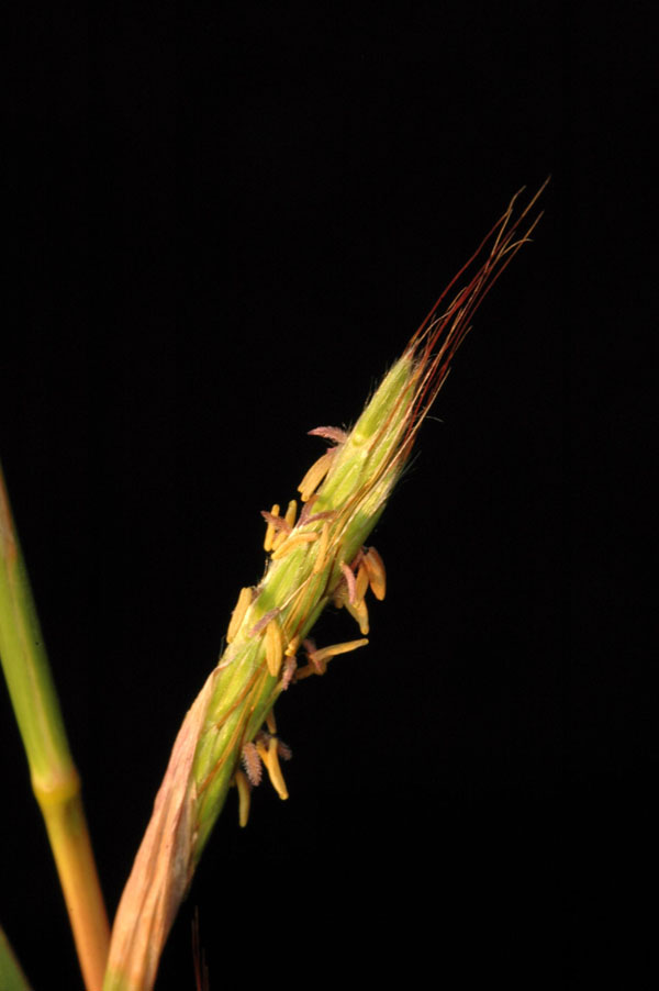 Ecologia biologia