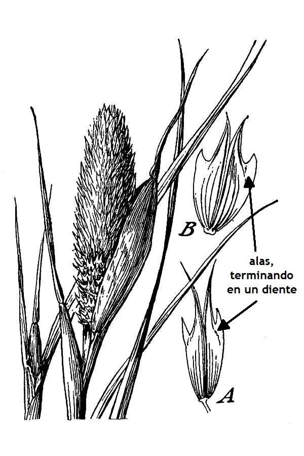 Phalaris paradoxa