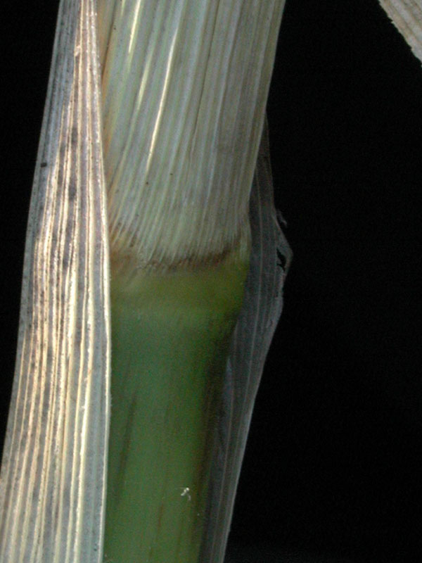 Zea mays ssp. mexicana - fotos