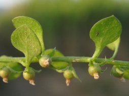 centunculus-minimus-o-anagallis-minima