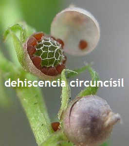 dehiscencia circuncsil