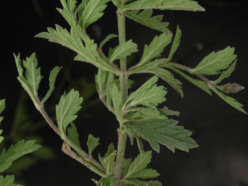 Resultado de imagen para imagenes de la hoja de verbena