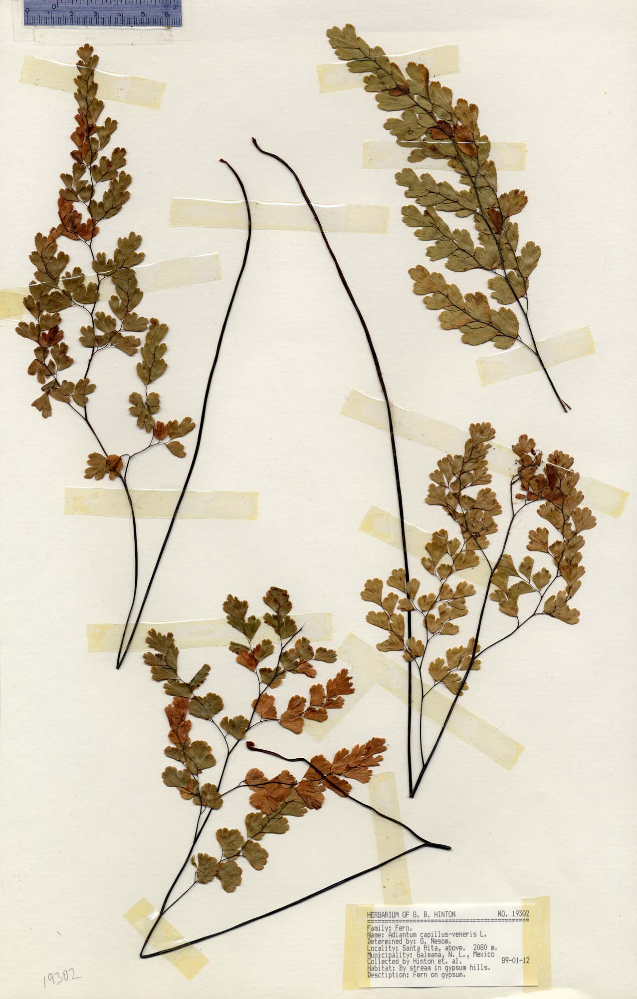 Herbario Virtual de Conabio