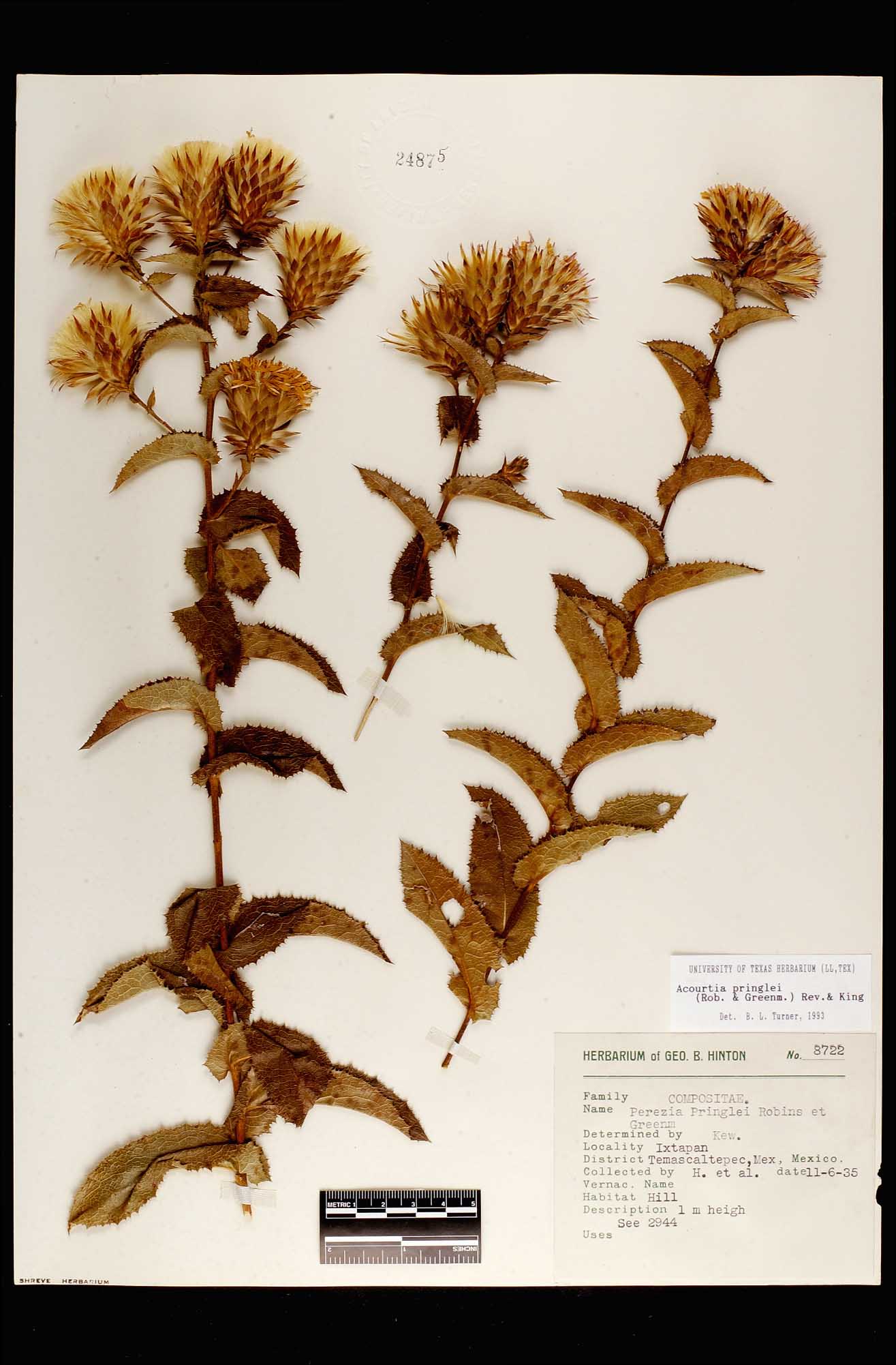 Herbario Virtual de Conabio