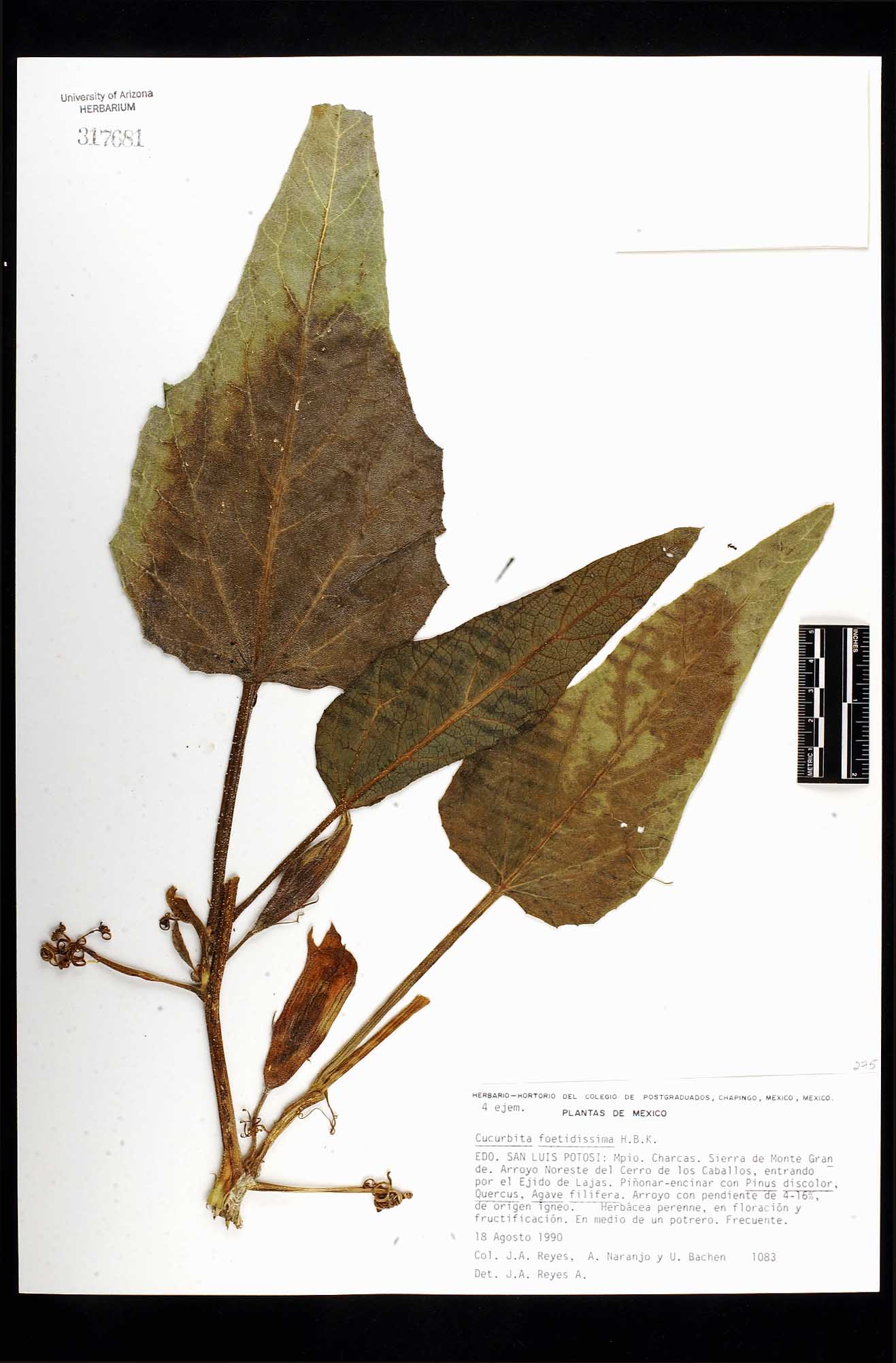 Herbario Virtual de Conabio