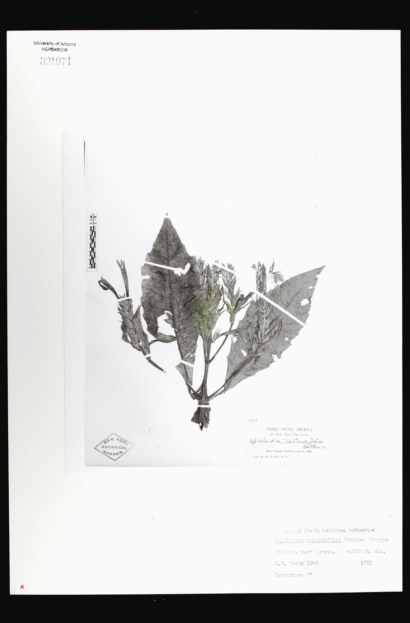 Herbario Virtual de Conabio