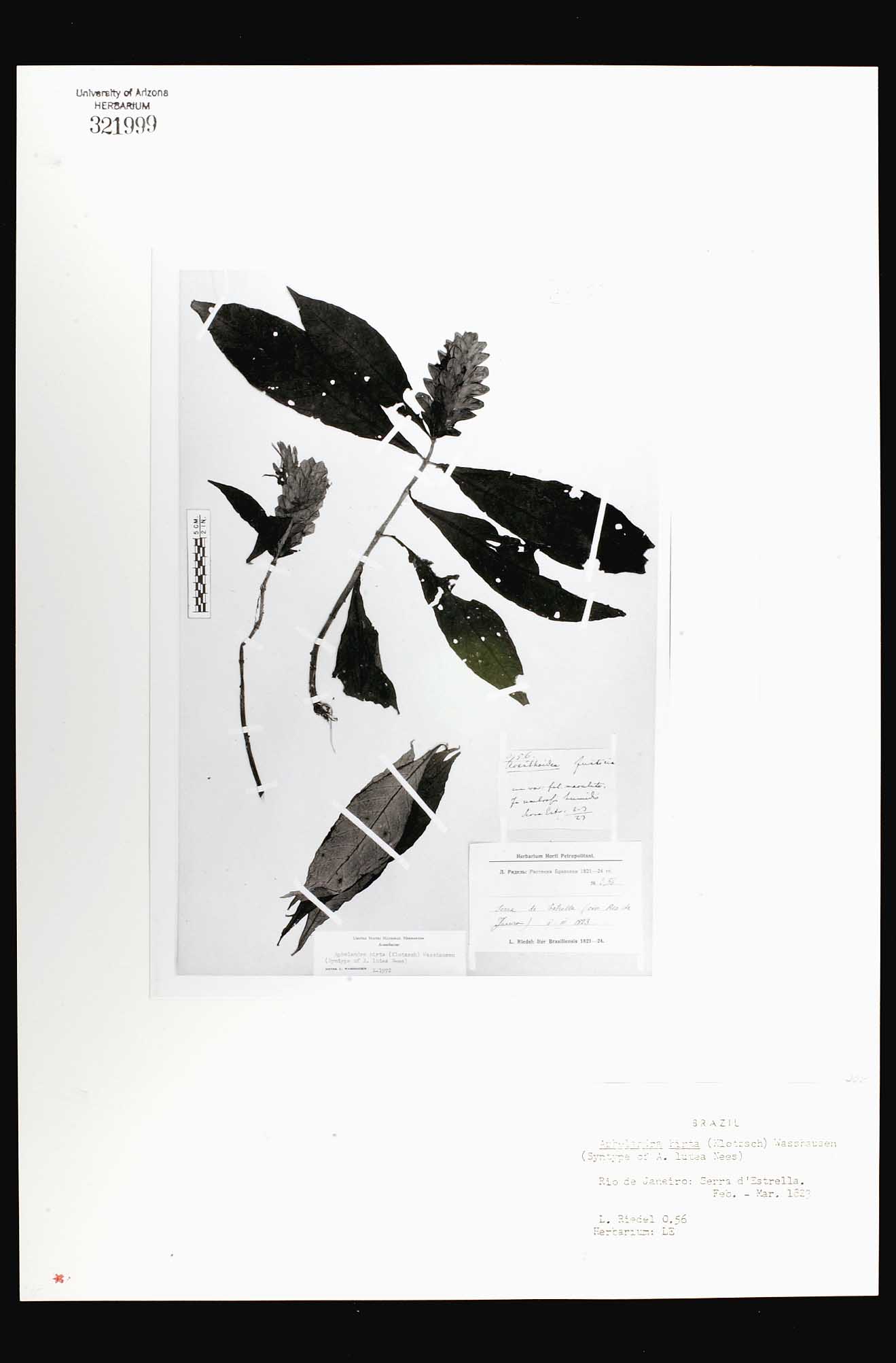 Herbario Virtual de Conabio