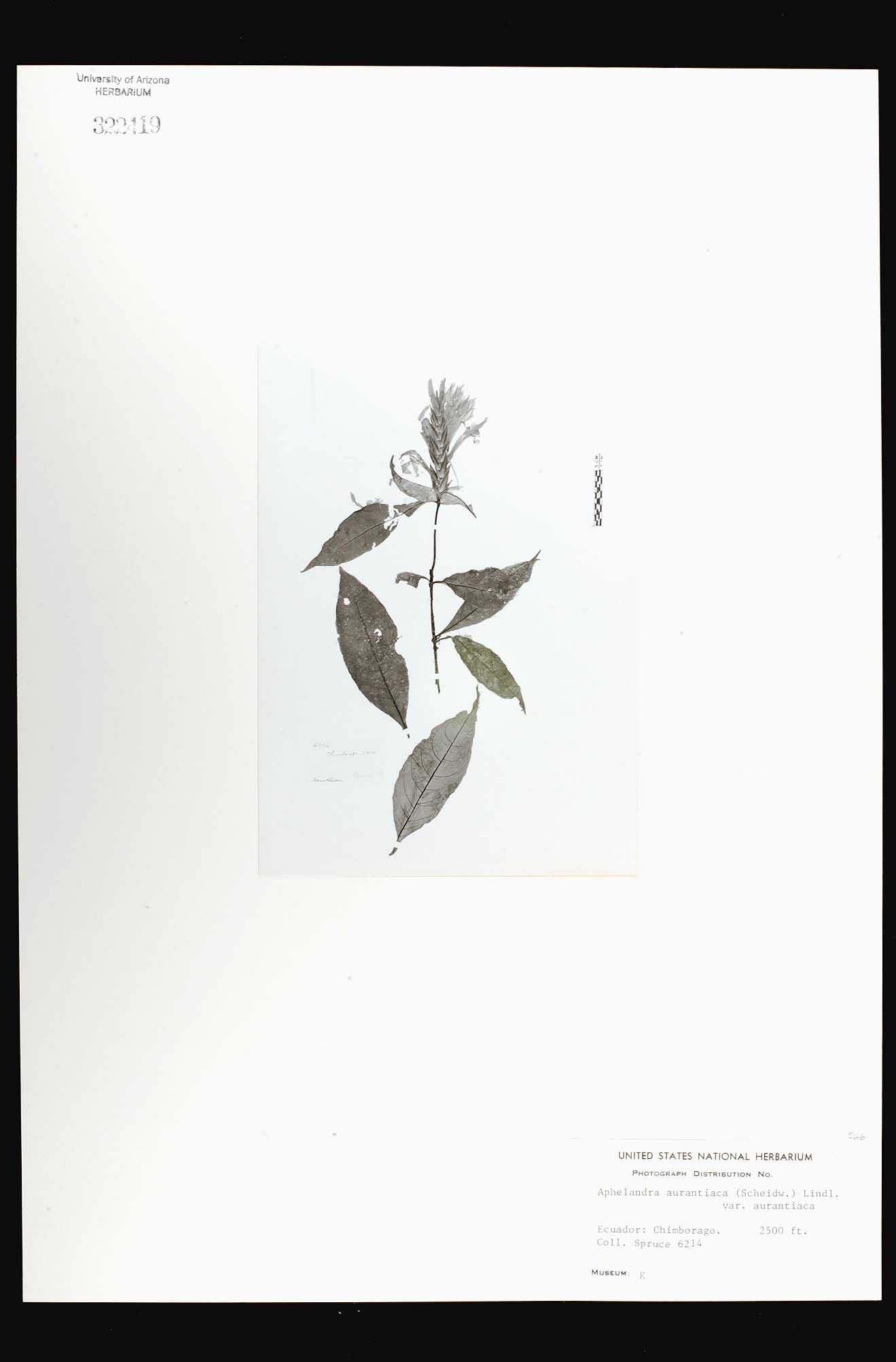 Herbario Virtual de Conabio