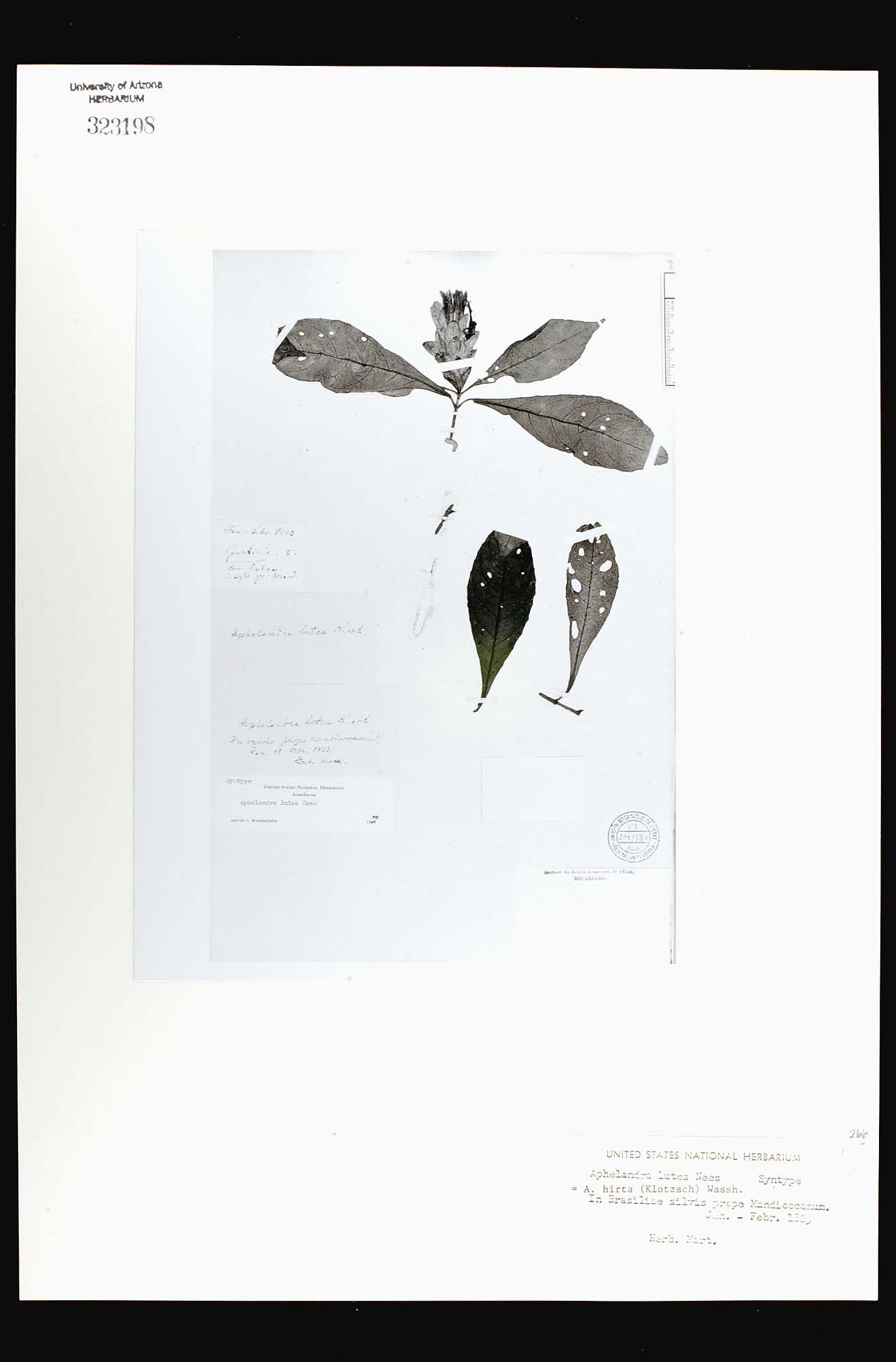 Herbario Virtual de Conabio