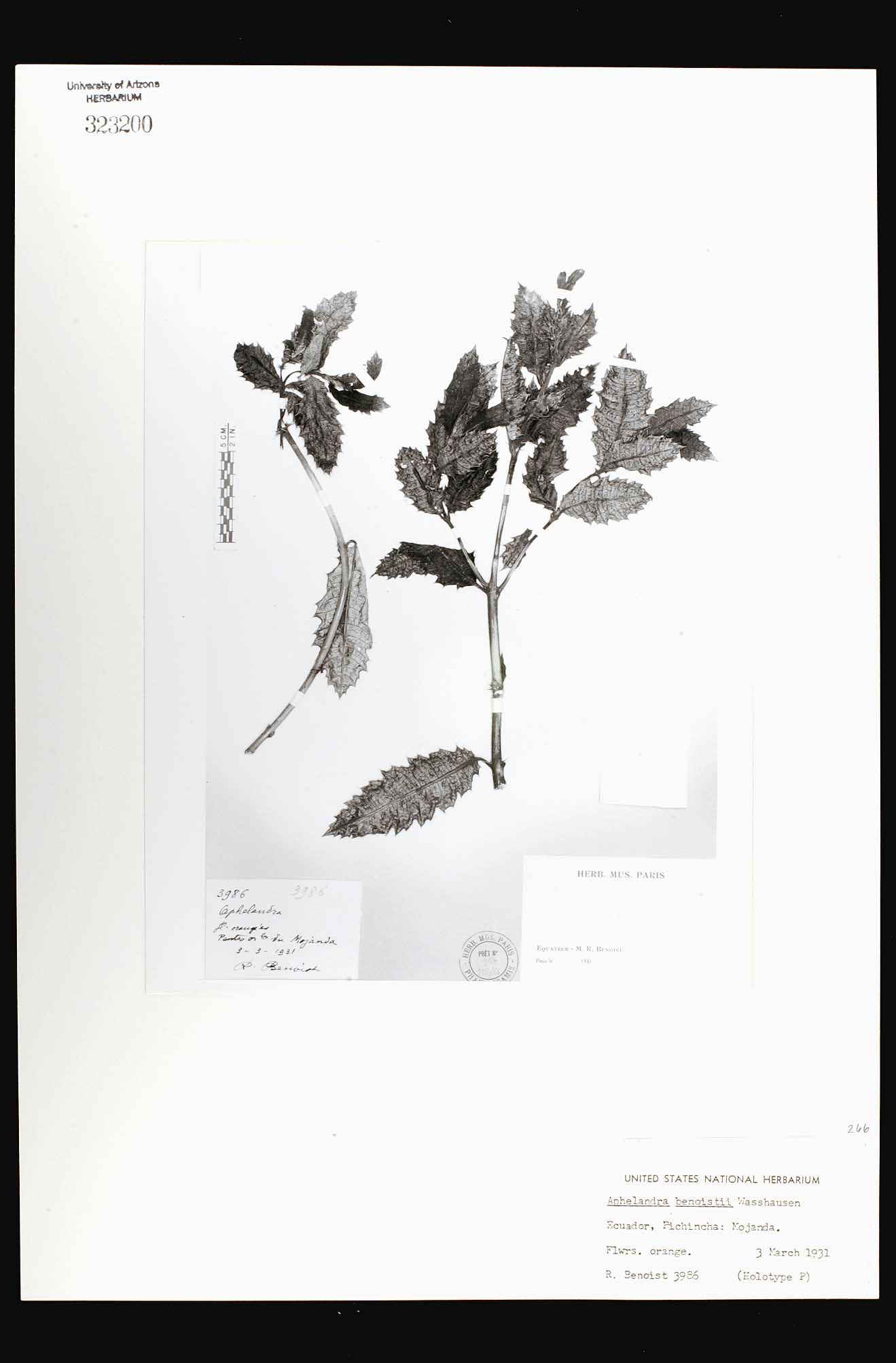 Herbario Virtual de Conabio