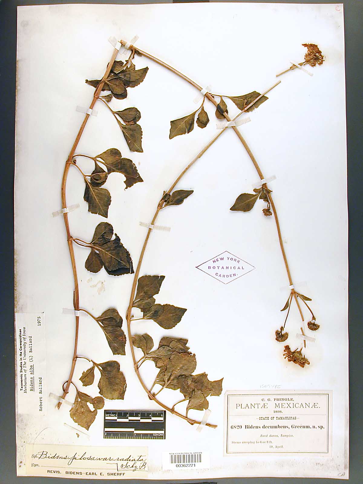 Herbario Virtual de Conabio