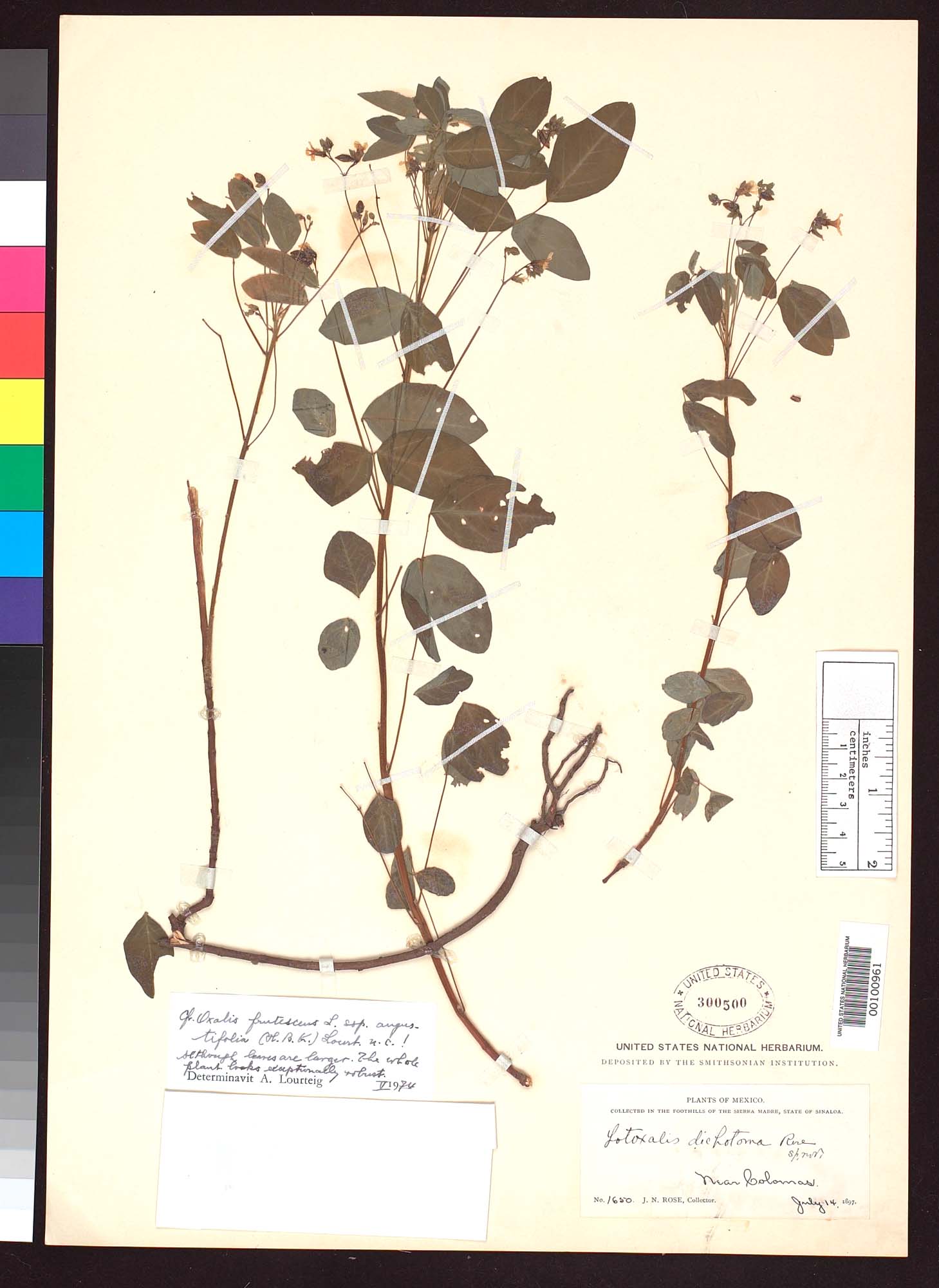 Herbario Virtual de Conabio