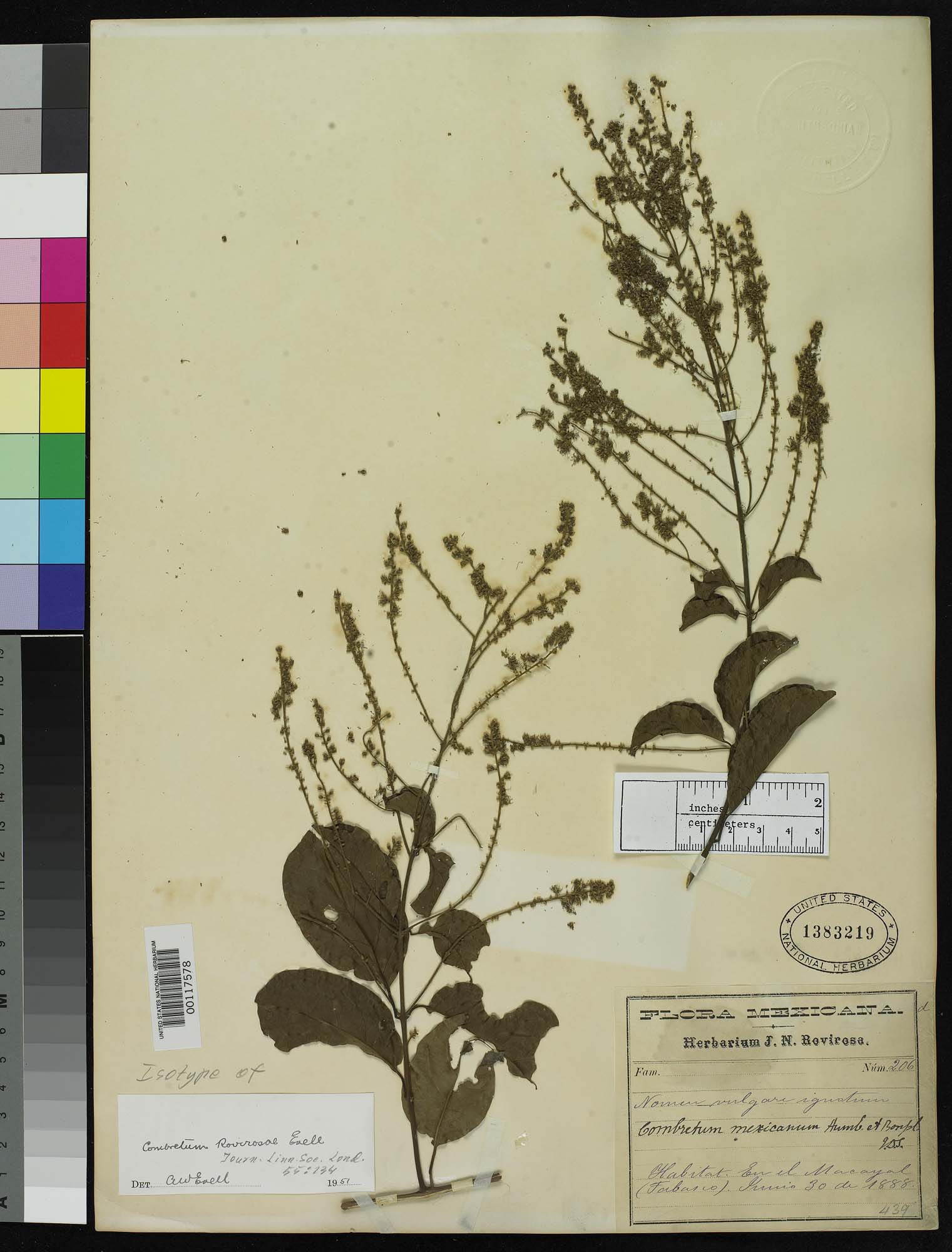 Herbario Virtual de Conabio