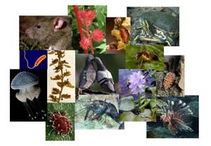 Reunión de expertos sobre comercio internacional de flora y fauna